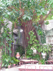 Alberto's Continental - Excellent Yucatan, Italian and Lebanese dishes